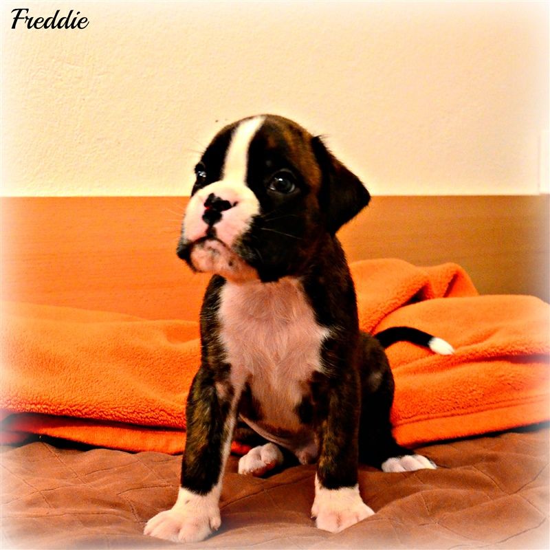 4,5 weeks